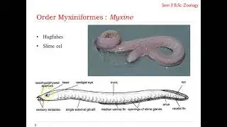 Myxine
