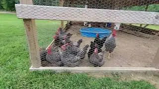 introducing a new Rooster into our flock of chickens