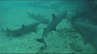 Galapagos Shark