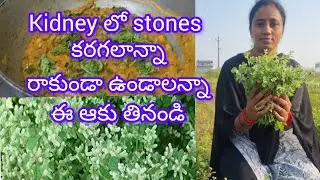 Kidney stones dissolve with konda - pindi leaf / Konda pindi leaf easily dissolves kidney stones