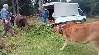Göç sütlacı pişirildi helva yapıldı Aysel ablamı yolcu ettik☺️