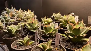 #027 【エンタメ回】箱を開ければ大体アガベ おまけ開封動画集【掛け合い漫才】