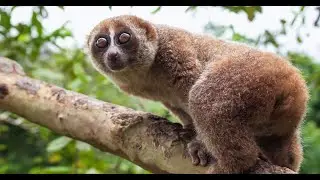 Cup o'Joe-Leave the slow loris alone!