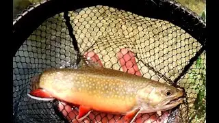 Catching BROOK TROUT in Rock Creek Eastern Sierra