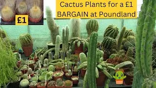 Cactus Plants for a &pound;1 BARGAIN at Poundland #cactus #cacti