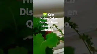 ✅ Kale Hidrop&oacute;nico Disponible. Whats 720 163 11 35 Ing. Jes&uacute;s Morales