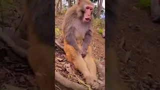 The Monkey's Monkey Broke The Heart..😇😊😞 #monkey #broken #heart #sedstatus #sedlovestory #trending
