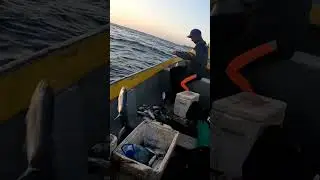 6 pescados en un anzuelo , pesca en el mar #pescaderia #fishing