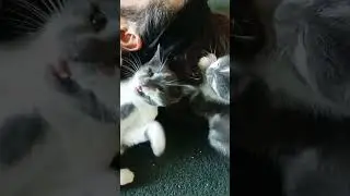 burrowing in his hair 🤣🤣 #kitten #trending #funnycats #cats #funny