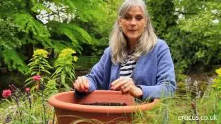 Drought Resistant Plants for Pots