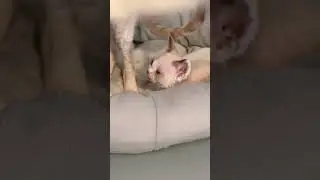 Котята Девон Рекс 🥰 питомник Royal Desire 👑 Москва