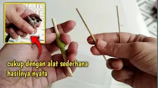 CARA MENANGKAP BURUNG GEREJA DENGAN ALAT SEDERHANA