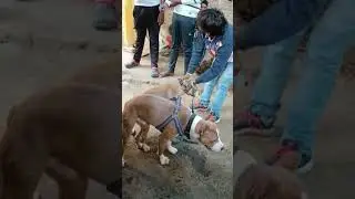 dogs breeding pitbull subscribe for more video 👇 #shorts #ytshorts#viral #dogs #pitbull #dogsvlogs