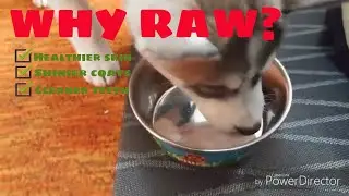 puppy raw diet | raw egg and chicken diet | cypher alusky