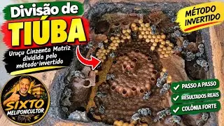 Uruçú Cinzenta Matriz dividida pelo método invertido