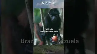 Neblina Uakaris in 34 seconds&mdash;Seed eaters=seed poopers=reforesters