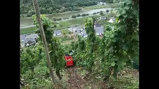 Einsatz im Hang: Weinlese in M&uuml;den an der Mosel (01.10.2022)|| in 4k!
