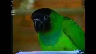 VHS Nanday Parakeet 1990 Vintage Pets Found Footage