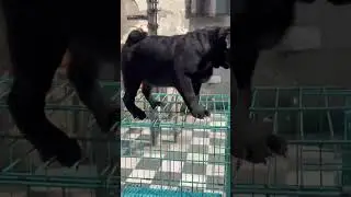 ZET BLACK PUG IS PLAYING ON CAGE AND HE IS COMFORTABLE ON IT