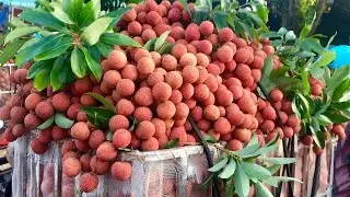 Lychee Harvesting Process in China
