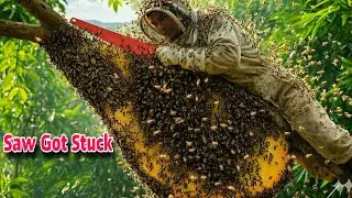 Harvesting Wild Honey on a 50m Tree Turns into Disaster &mdash; Bee Attack (2026)