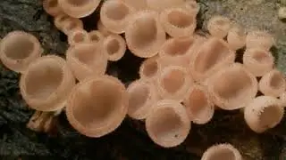 What are the Different Types of Soil Organisms