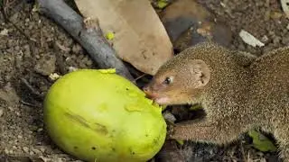 4 - 27 - 20 Hawaii Mongoose - Wasp Nest Building - GH5 4k