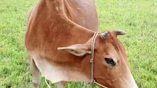 The cow is happily eating grass in the field and happily breathing in the air.