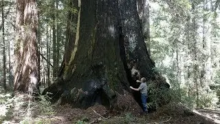 New California redwood park larger than Muir Woods