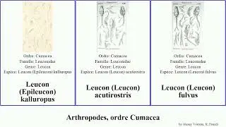Arthropodes, ordre Cumacea leucon arthropoda pallidus roseus fulvus Nippoleucon Leuconidae Brian