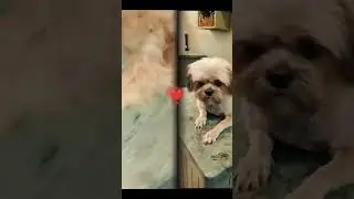 #pet salon rahat commercial phase 6 Karachi lane 2 too much mats fully pain full dog shitzu after