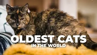 THE OLDEST CATS IN THE WORLD