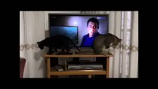Funny kitten #treding #funnycat #catvideos #catlover #kittencomedy #cute #catsnkittens