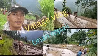 Asar Saun Ma || Gaun Ghar Ma || Dhan Ropai || Village Vlog