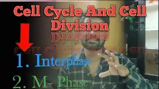 Cell Cycle | Interphase |Gap-1 Phase |Synthesis Phase | Gap-2 Phase |Check Point