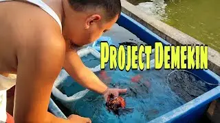 EP258. UNBOXING NEW DEMEKIN MATERIAL | BREEDING MATERIAL