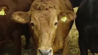 How the cow sees the world