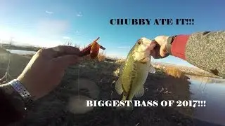 Texas Rigs and Jerk-baits for BIG FAT Winter Bass!!!!