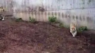 Copenhagen Zoo - Tigers