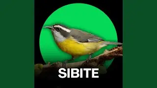 Sibite - Canto Para Esquentar 2