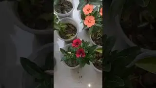 রেয়ার নয়নতারা/Rerar Vinca Flower Blooming