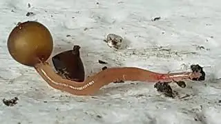 How are worms born?