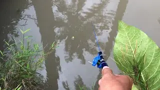 MANCING WADER HARI MINGGU