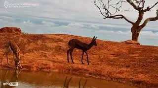 Nature’s Oddity: Melanistic Springbok Lamb