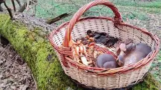 Pleurotus Ostreatus - Oyster Mushroom -Ciuperca comestibila.