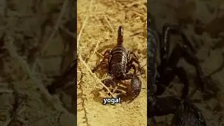 5 Jaw Dropping Facts About Scorpions!