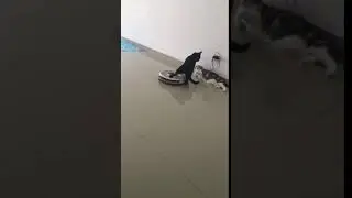 Cats with a Roomba