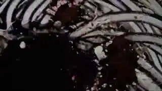 Jang Senato // DemoTape_#1