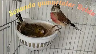 fanyata erkeğimiz dişiyi yumurtaya yatırdı , bu süreçte yaşananlar...