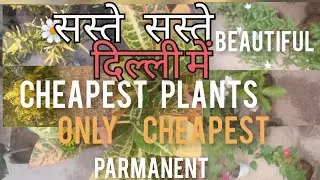 Saste saste plants. Parmanent cheapest plants. sadabahar plants ?